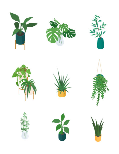 等距盆栽植物图片下载