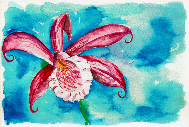 在浅蓝色的背景中描绘了一朵粉红色的百合花。水彩画。图片下载