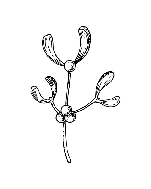 手绘槲寄生枝与浆果孤立在白色的背景。圣诞设计元素。矢量插图在素描风格。图片下载