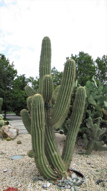 中央公园里又高又长的仙人掌图片下载