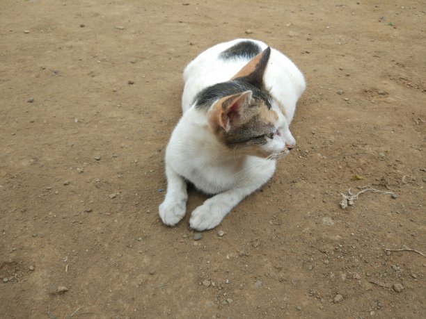 当地的猫躺在地上图片下载