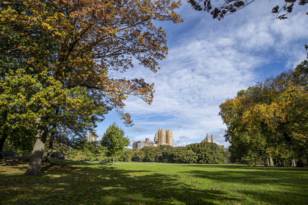 中央公园的绵羊草地图片下载
