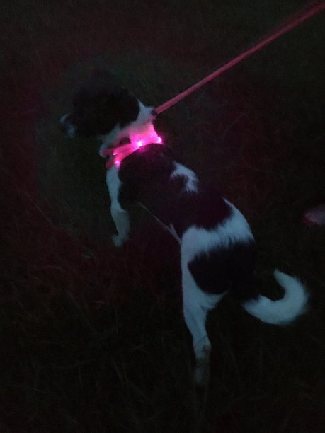 小狗在黑暗中行走图片下载