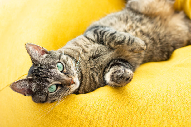 可爱的绿眼睛虎斑猫躺在黄豆袋上。图片下载