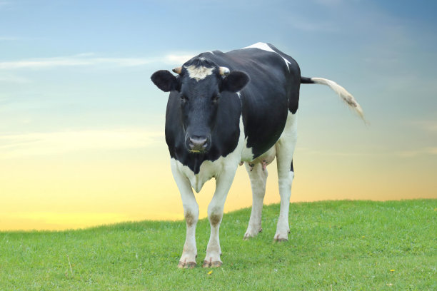 奶牛在草地上吃草。图片下载