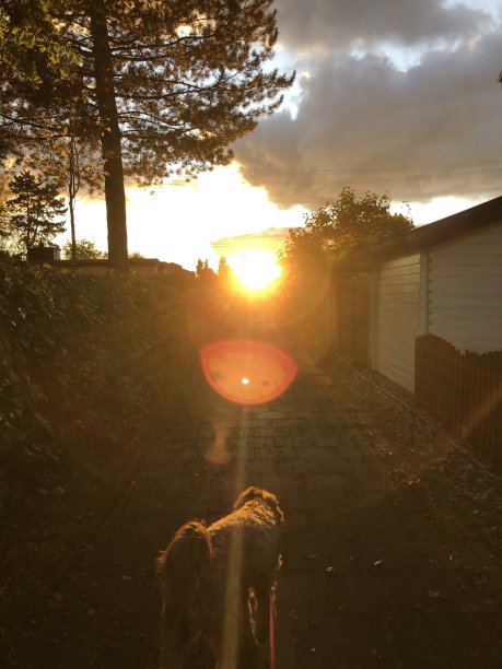遛狗的时候看到的夕阳美景图片下载