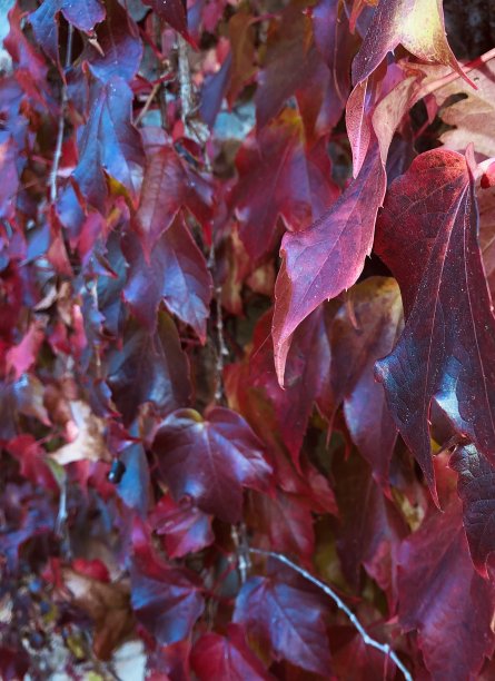 秋天的颜色图片下载