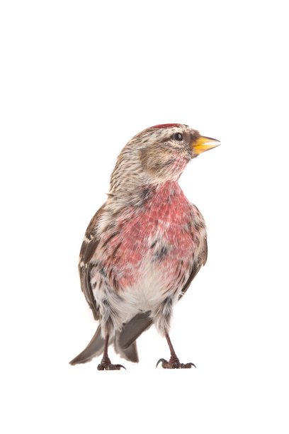 隔离在白色背景上的欧亚红雀。图片下载