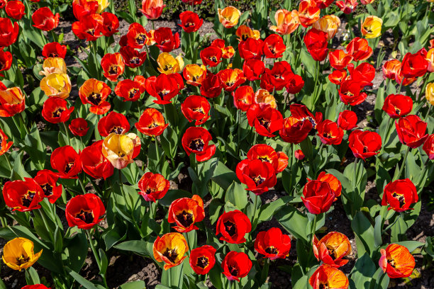 一个明亮的郁金香花圃图片下载