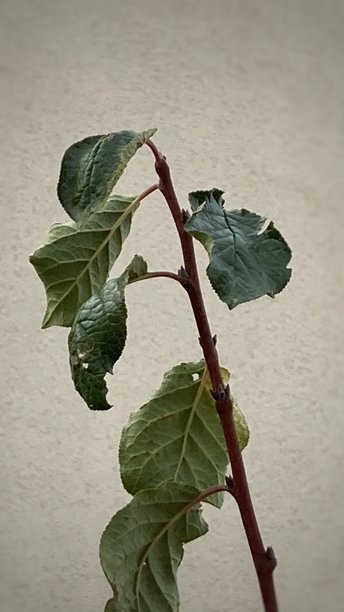 树枝上有落叶，快要落了图片下载