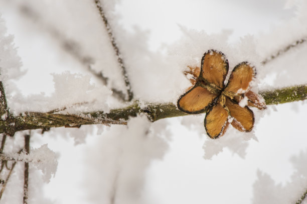 立冬照片素材ID：386652540