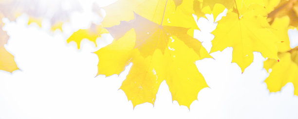 阳光透过大片的黄叶，近距离照射，背景模糊图片下载