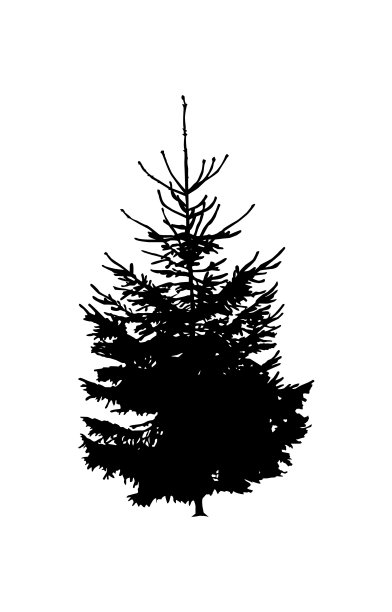 松树的剪影。图片下载