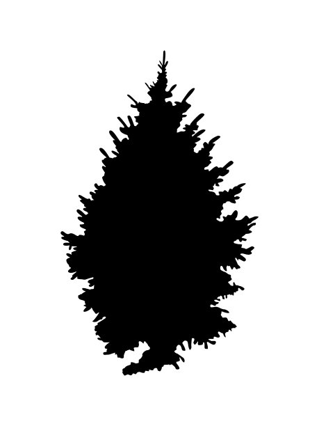 松树的剪影。图片下载