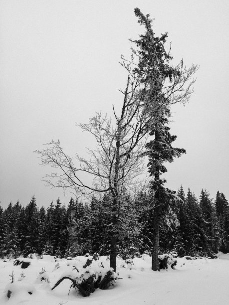 云杉林里的积雪图片下载