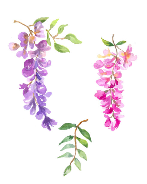 水彩插图。盛开的藤萝。丁香和粉红色的花，绿色的枝。盛开的紫藤设计图片下载