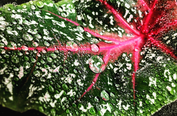 雨后带水滴的树叶图片下载