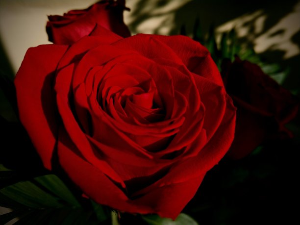 奇妙的红玫瑰花束图片下载