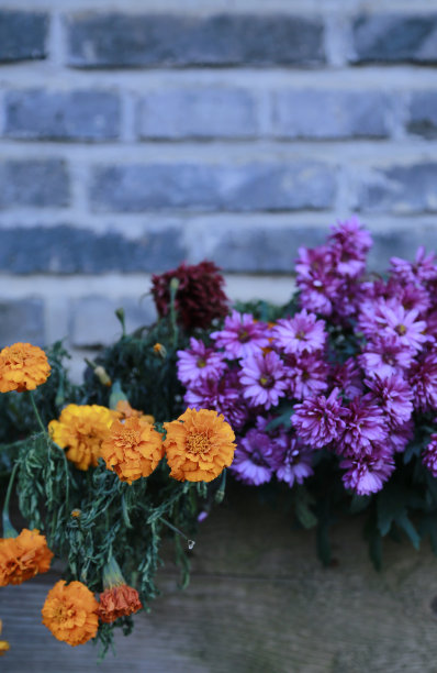 木花盆里的花挂在墙上图片下载