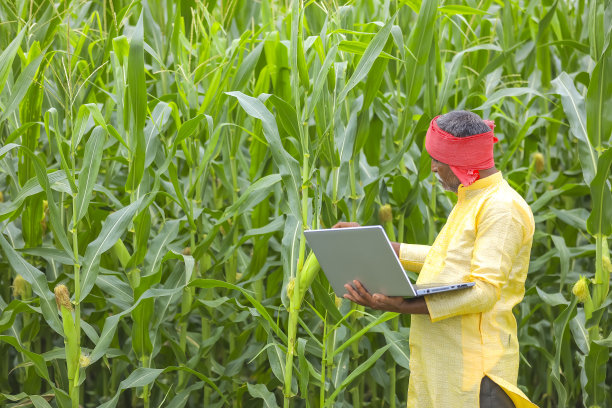 印度农民在玉米地里使用笔记本电脑图片下载