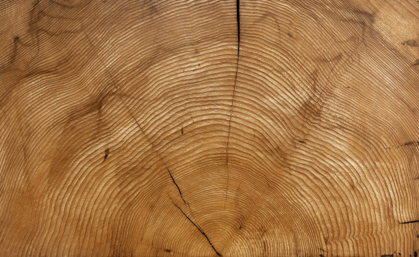 树的年轮图片下载