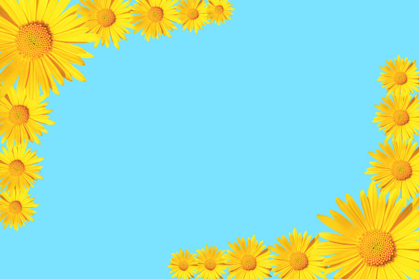 黄色雏菊花的角落安排在蓝色的背景图片下载