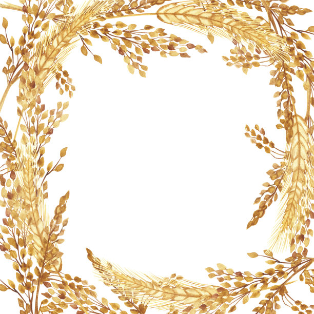 水彩手绘自然谷物田方形边框与金色黑麦穗和黄色谷物枝束在白色背景邀请和问候卡与文字空间图片下载