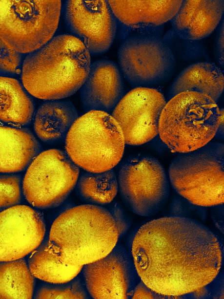 黄金奇异果图片下载