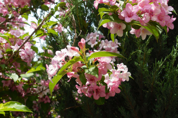 佛罗里达威格拉的一组粉红色的花图片下载