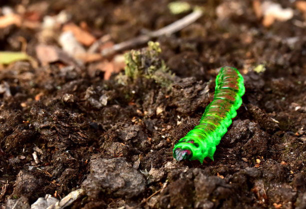 地上的绿色Mopane蠕虫。图片下载