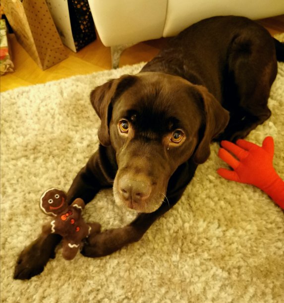 狗和他的姜饼人图片下载