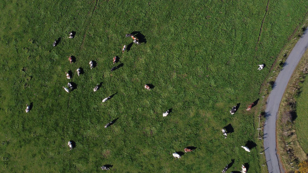 草原上的牛群-从上到下的视图图片下载