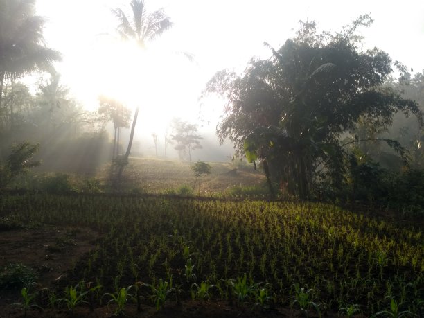 水稻种植观图片下载