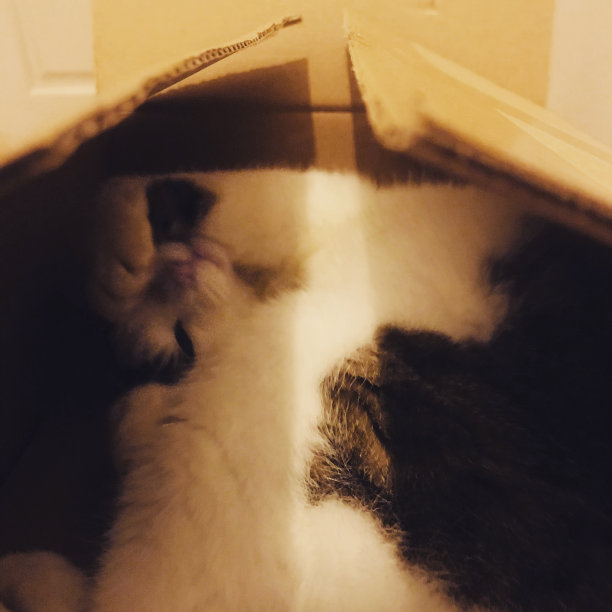 盒子里的玩偶图片下载