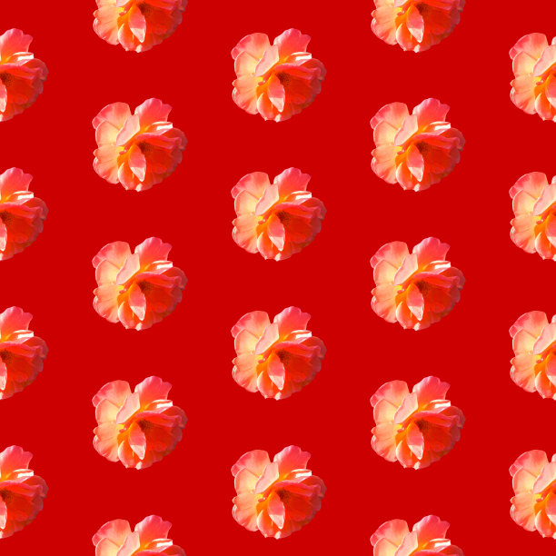 无缝图案与玫瑰在红色的背景图片下载