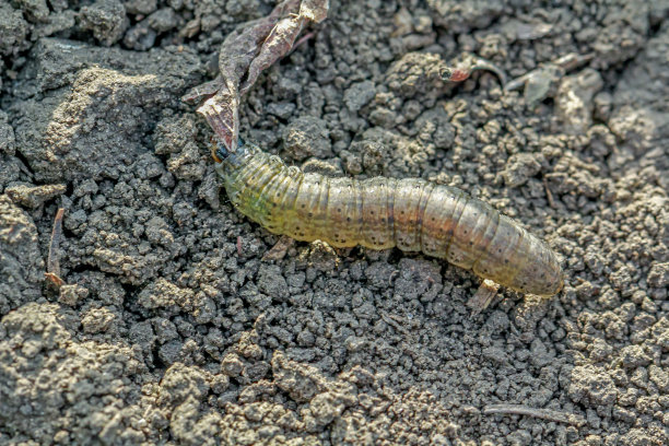 冬虫夏草(Agrotis segetum)图片下载