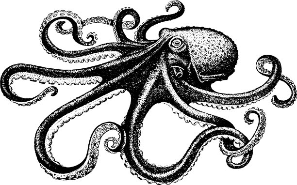 章鱼鱼集合图片下载