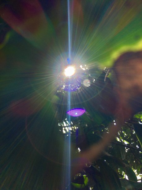 阳光从树叶缝隙里射出来图片下载