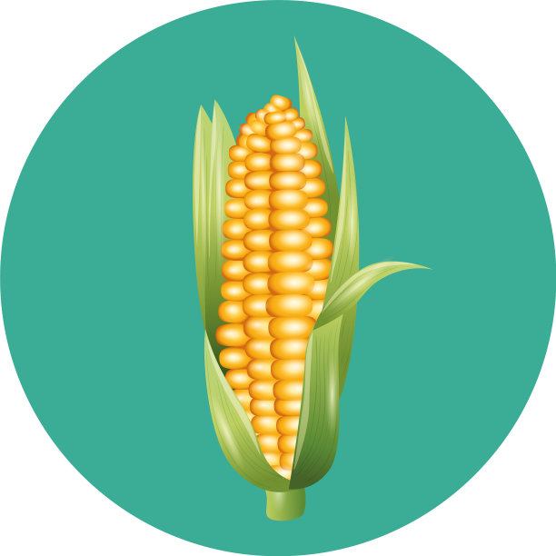 孤立玉米蔬菜设计图片下载