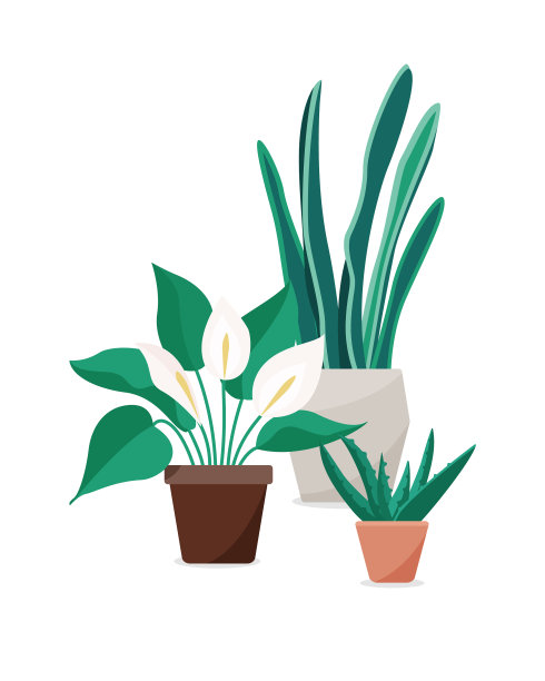 平坦的热带家园鲜花美丽图片下载