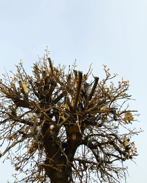 与灰色的天空相比，几乎没有树枝的修剪过的树的冠图片下载