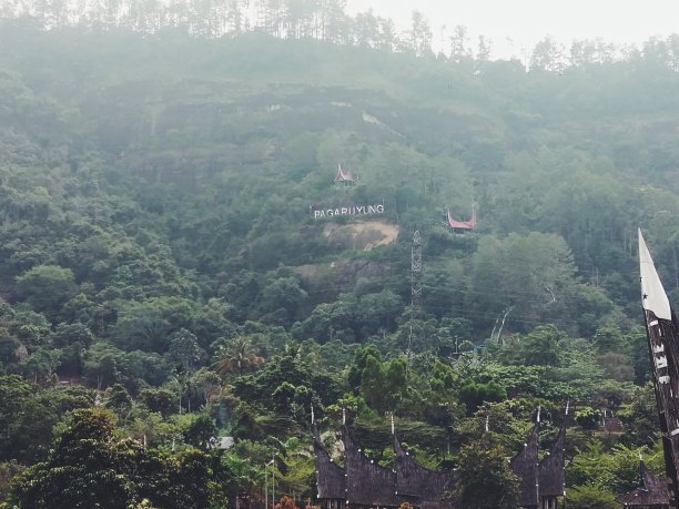 森林中树木的高角度视图图片下载