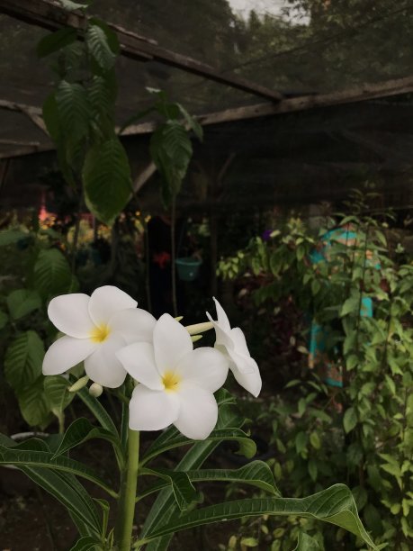 花白色的图片下载