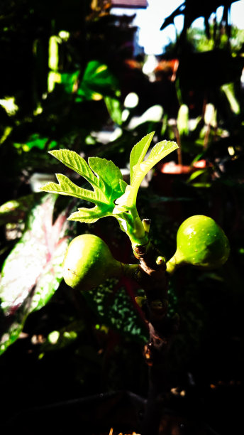 美国白人图片下载