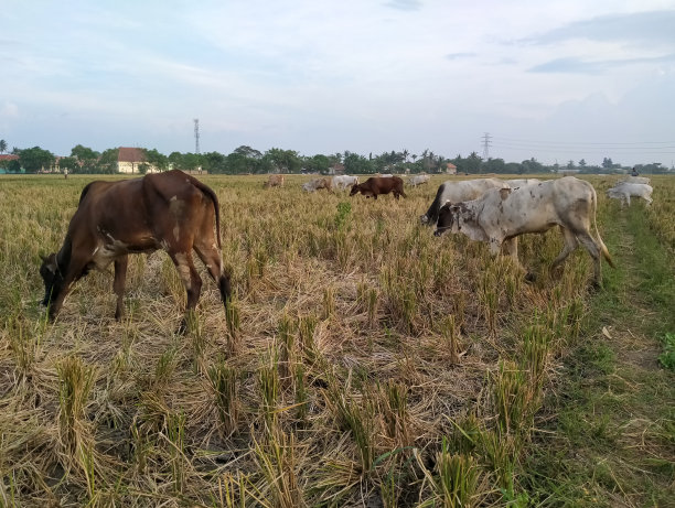 一群牛在田野里吃草图片下载