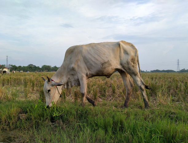 牛在稻田里吃草图片下载