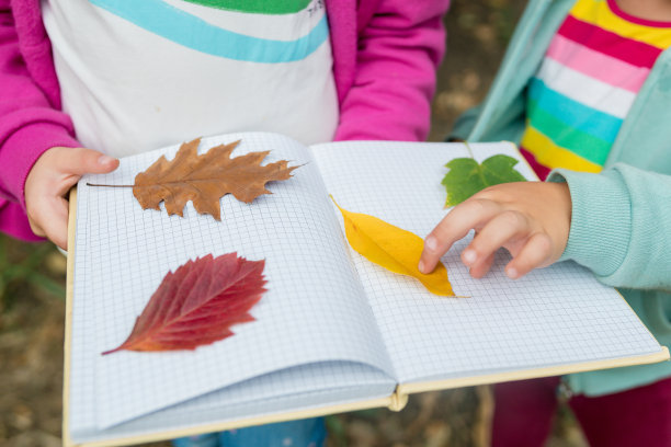 在森林里一个温暖的秋日，女孩为植物标本馆收集多彩的叶子的特写。孩子们探索外面的自然。有选择性的重点图片下载