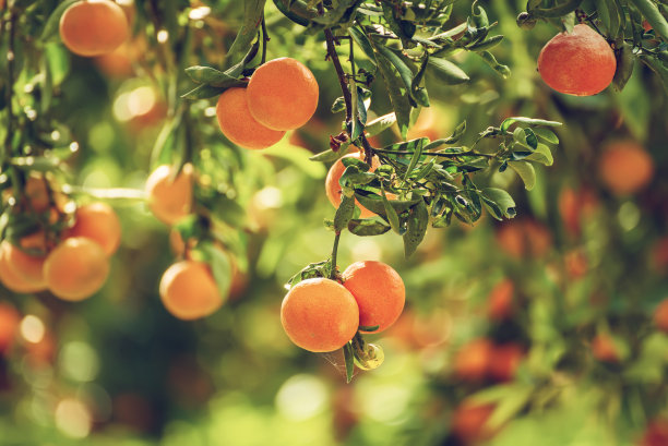 橘色阳光明媚的花园图片下载