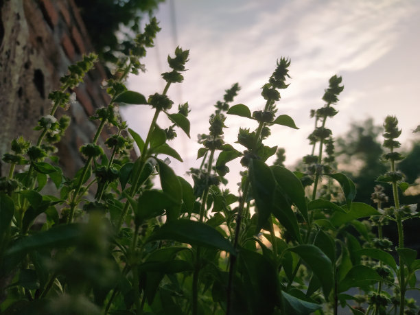 清晨的巴兹尔图片下载