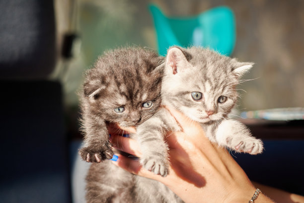 两只黑白相间的小黑猫和白色条纹的小猫被一个男人牵着。小猫们在看别处。阳光照在动物身上。特写镜头。模糊的背景。图片下载